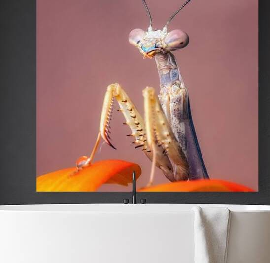 Mantis  by Stephen K Hartley