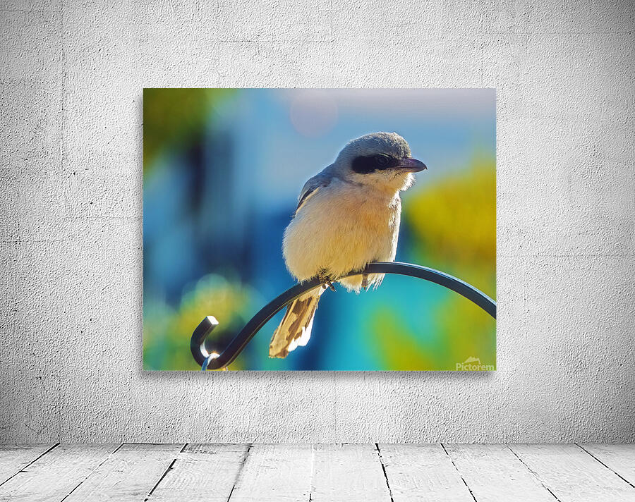 Loggerhead Shrike Wall Preview