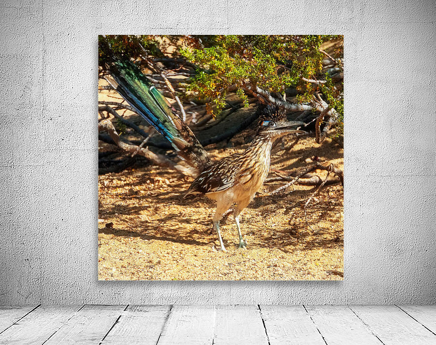 Roadrunner 4 Wall Preview