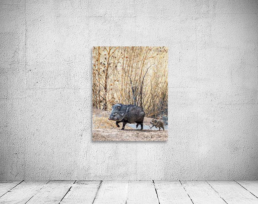 Javelina Wall Preview