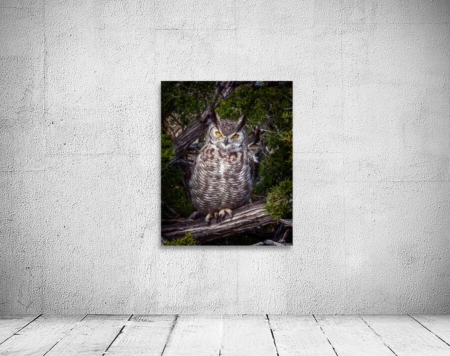 Owls 2 Wall Preview