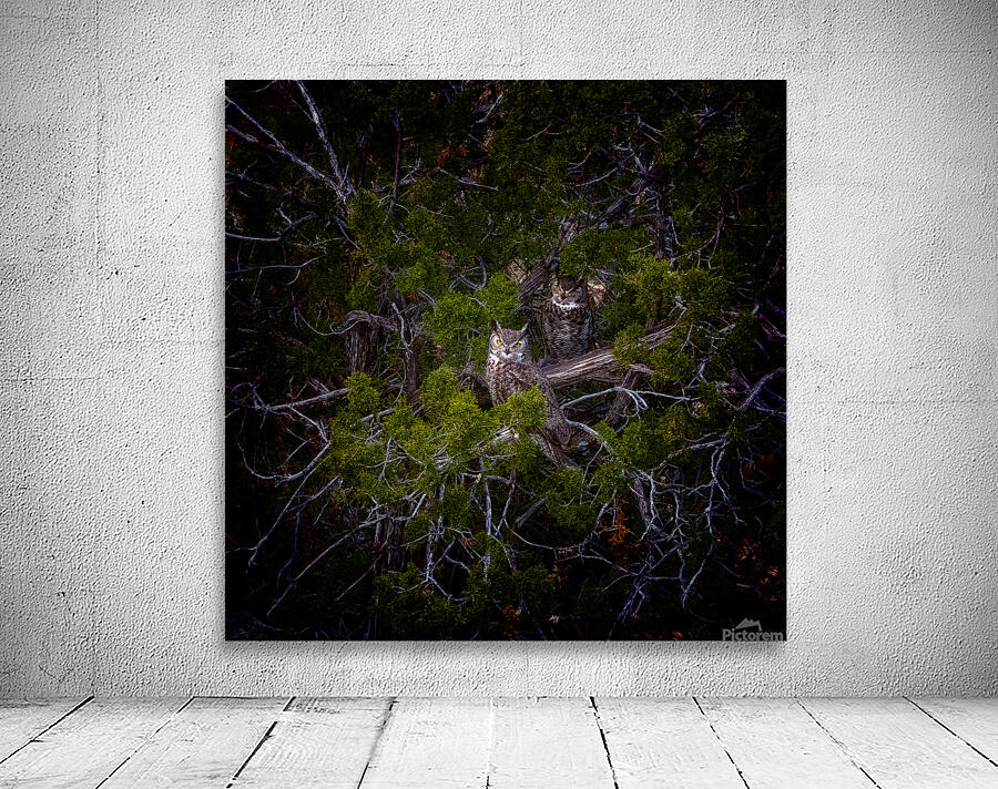 Owls Wall Preview