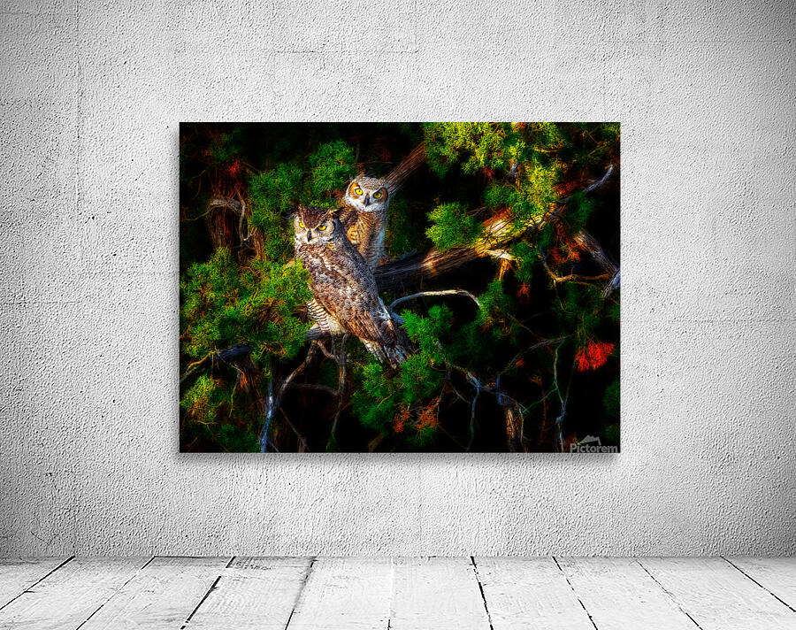 Owls 3 Wall Preview