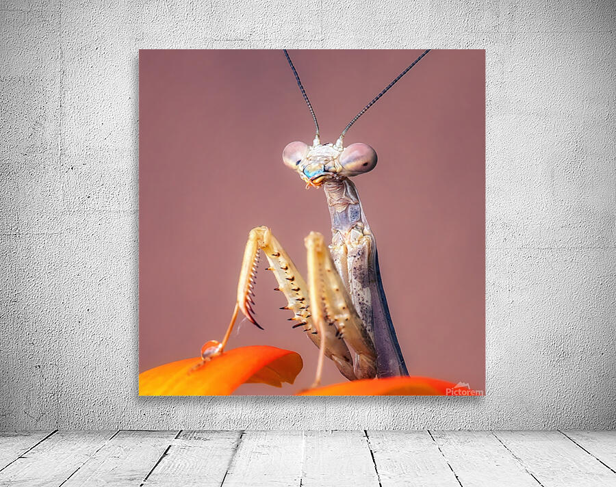 Mantis  Wall Preview