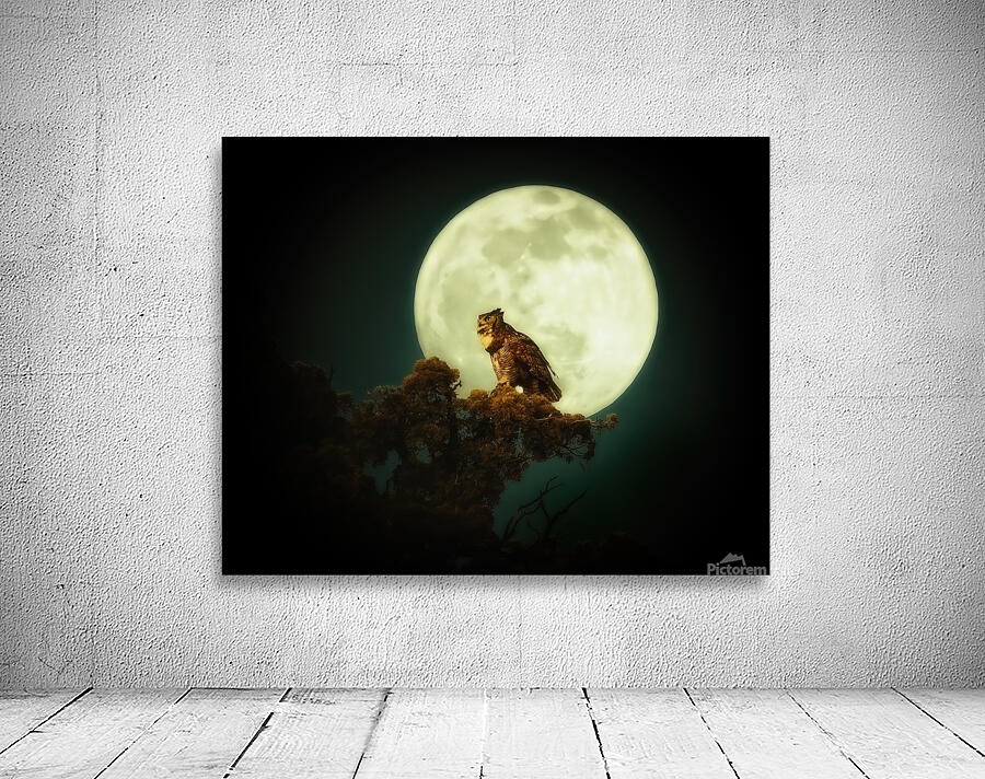 Owl Moon Wall Preview