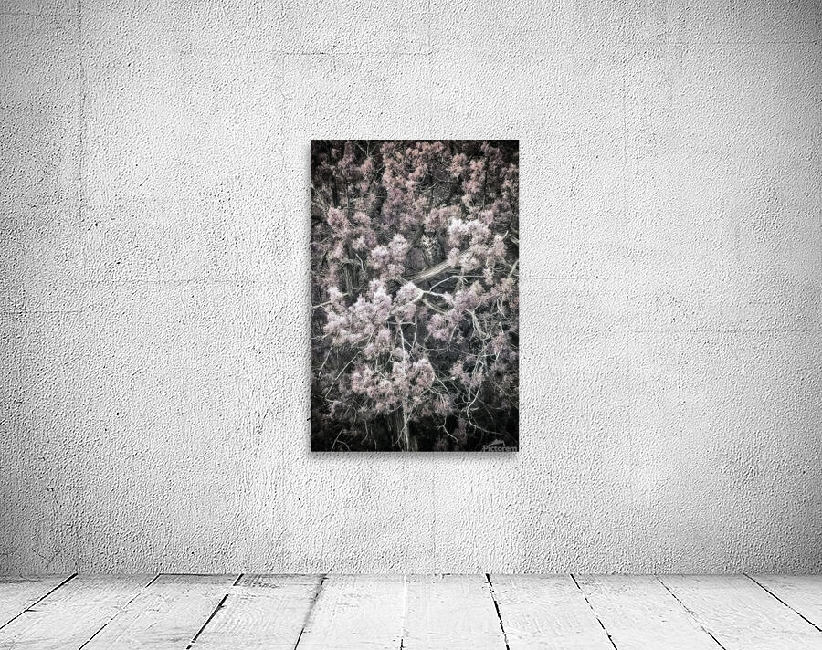 IR Owl Wall Preview
