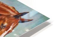 Staring afresh HD Metal print