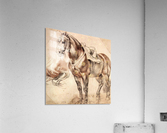 Horse studies Acrylic Print