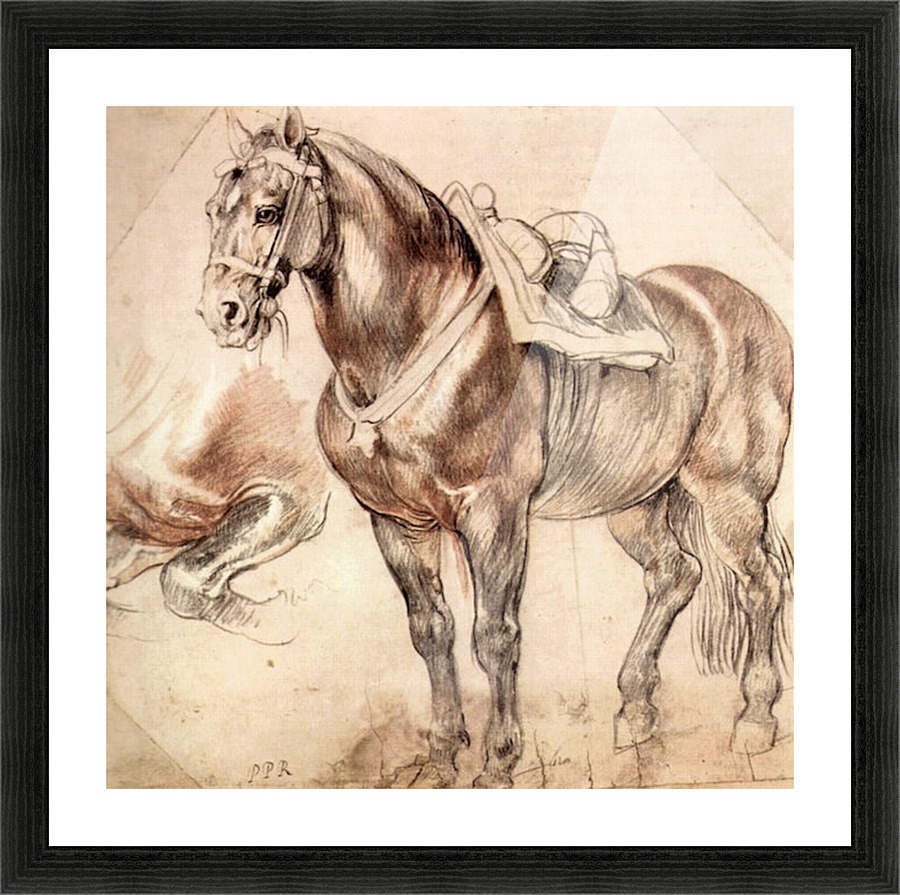 Horse studies Picture Frame print