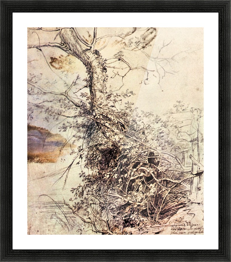 Study of Tree Picture Frame print