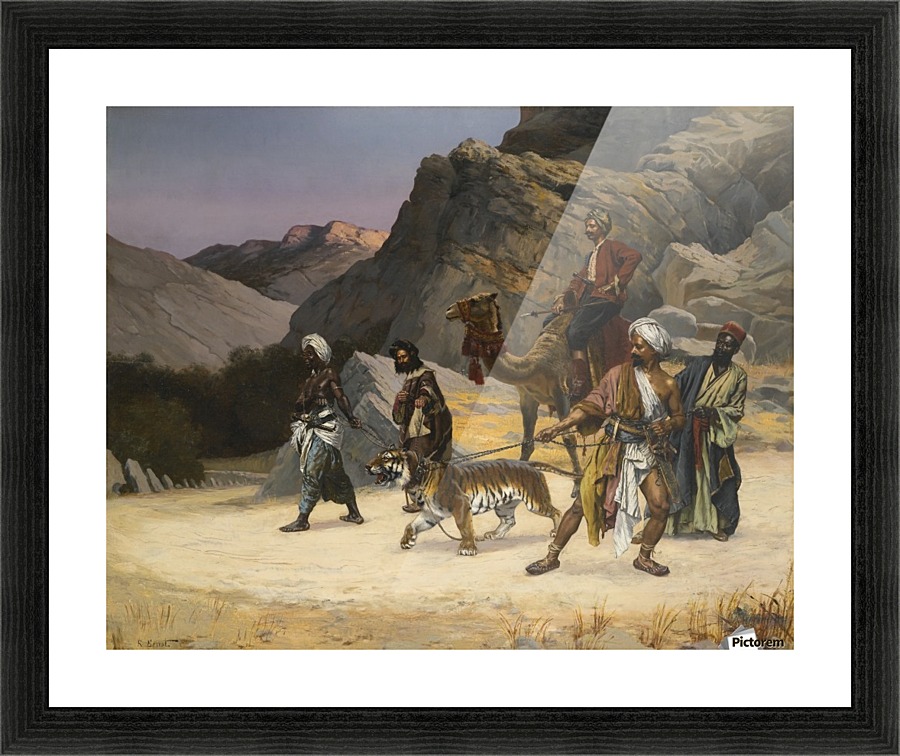 A captive tiger Picture Frame print