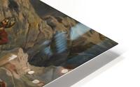 A captive tiger HD Metal print