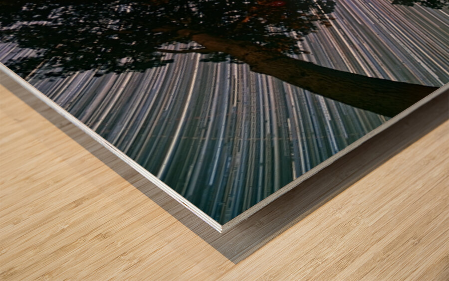 Canopy of Time Wood print