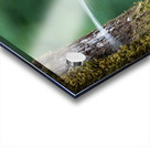 Spider Wed Acrylic print