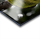 Tree Moss Acrylic print