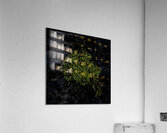 Dense Green Clumps Acrylic Print