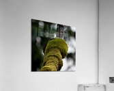 Tree Moss Acrylic Print