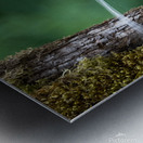 Spider Wed Metal print