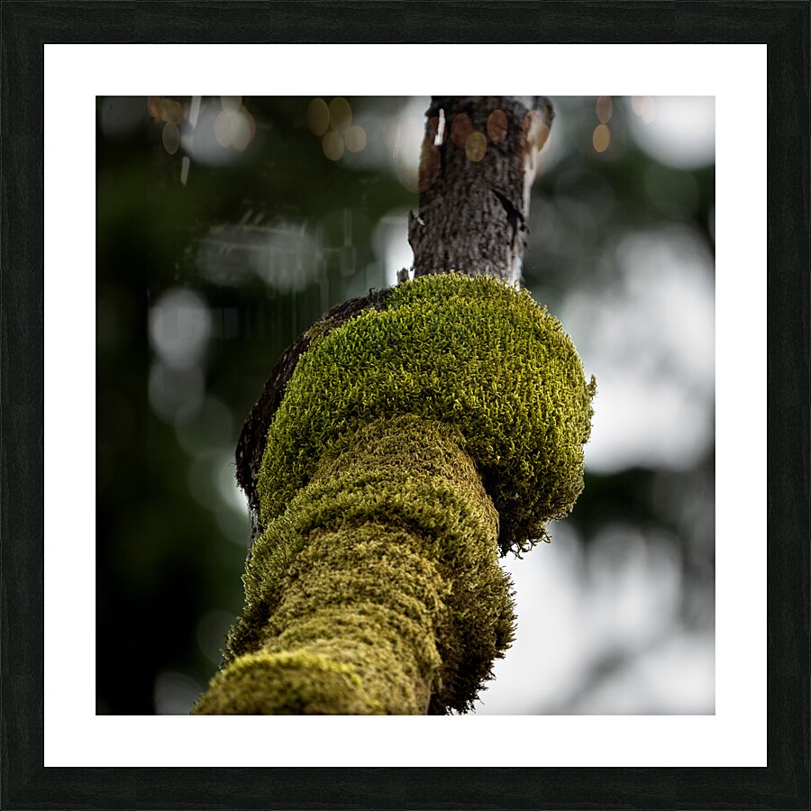 Tree Moss Picture Frame print