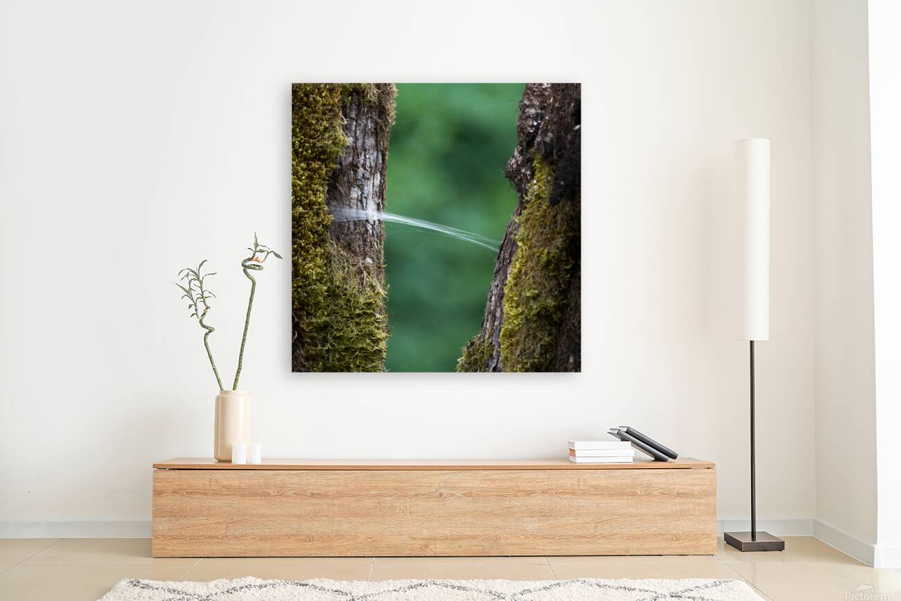 Spider Wed Reproduction