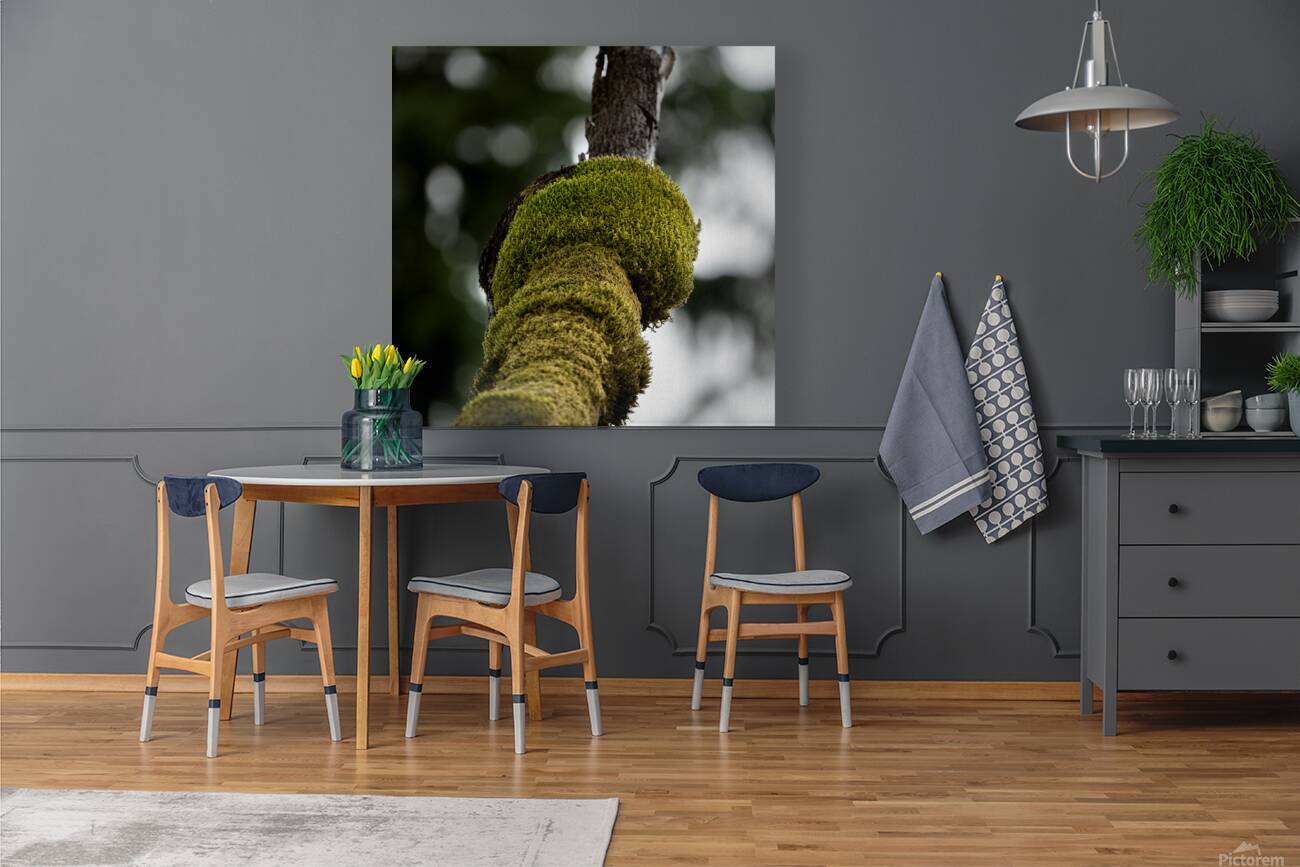 Tree Moss Reproduction