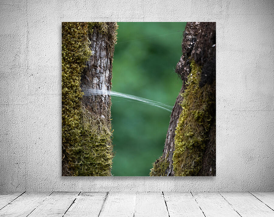 Spider Wed Wall Preview