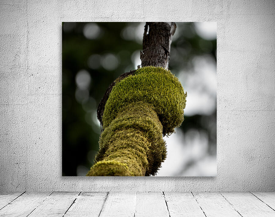 Tree Moss Wall Preview