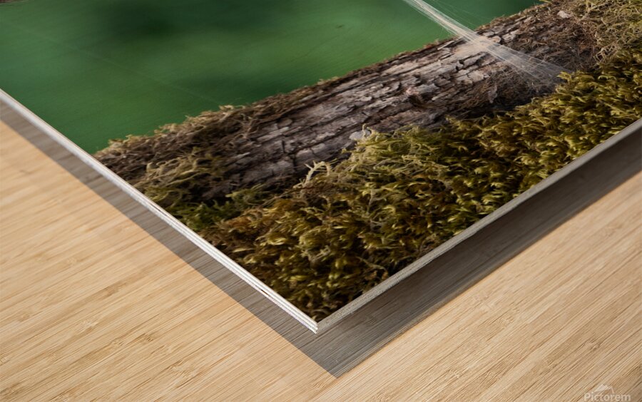 Spider Wed Wood print