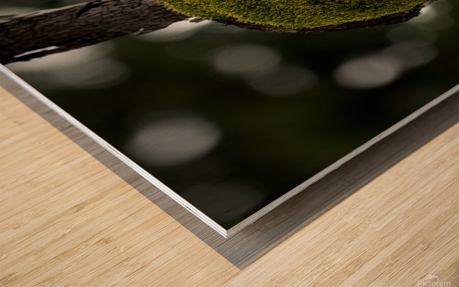 Tree Moss Wood print