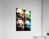 Teddy pop art Acrylic Print