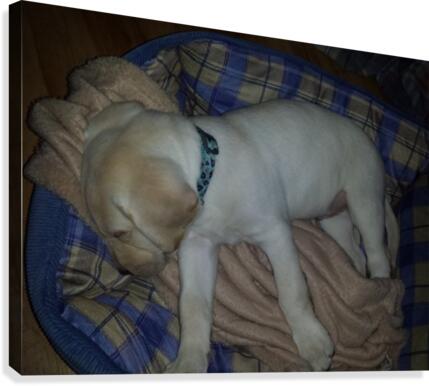 puppy Canvas Print