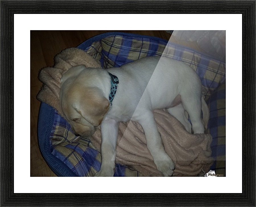 puppy Picture Frame print