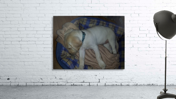 puppy Wall Preview