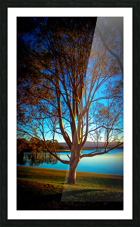 Majestic Tree Picture Frame print