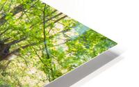Woodland Tranquility HD Metal print
