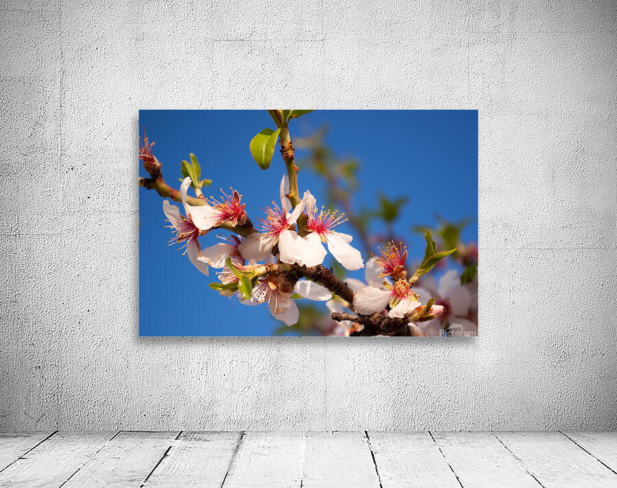 Almond Blossom Wall Preview