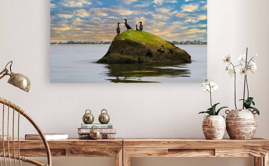 Double Crested Cormorants standing on a rock in C by Woodys Photos