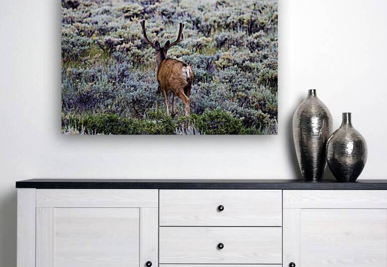 A Mule Deer Walks Through Sagebrush In The Rocky by Woodys Photos