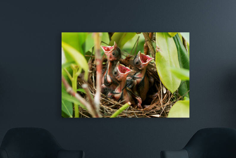 six day old cardinals waiting for food 0454 by Woodys Photos