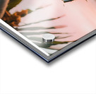 If I were a coconut 02 Acrylic print