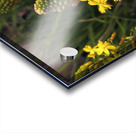 Yellow Flowering Acrylic print