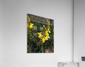 Yellow Flowering Acrylic Print