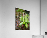 Juicy Succi Acrylic Print