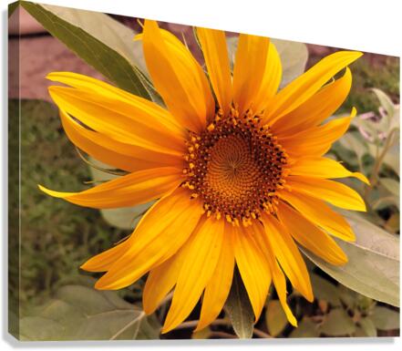 Juvenile Sunflower