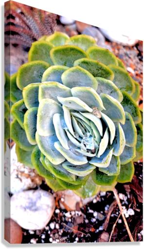 After Rain Succulent