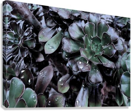 Calming  Succulents 
