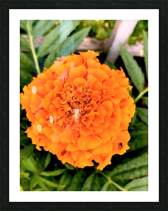 Orange Marigold Picture Frame print