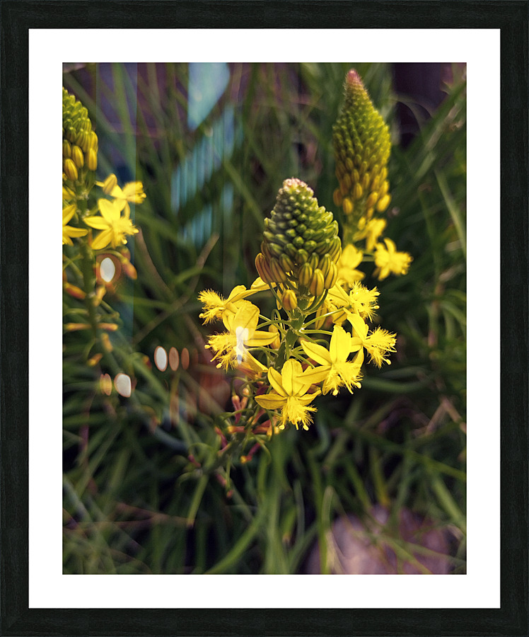 Yellow Flowering Picture Frame print