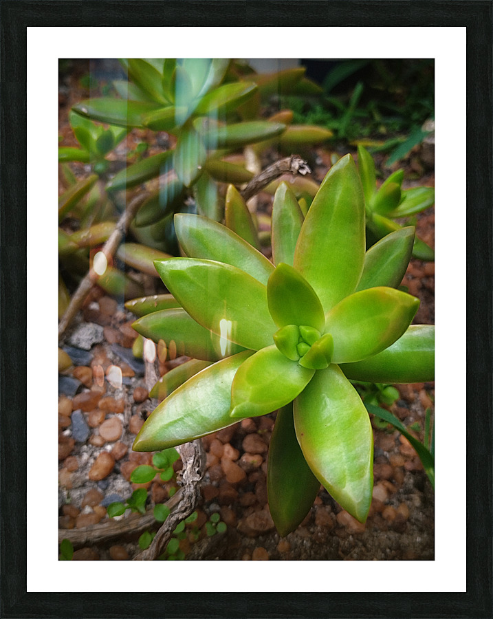 Juicy Succi Picture Frame print