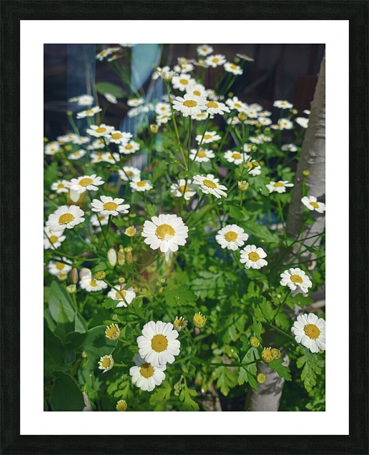 Chamomile Flower patch Picture Frame print